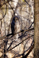 Chouette rayée - Barred Owl - Strix varia, Parc nature de l'Île Bizard, Montréal, Qc