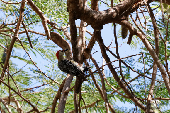 Pic à front doré - Golden-fronted Woodpecker - Melanerpes aurifrons, Parque ecologico del Poniente, Mérida, Yucatan