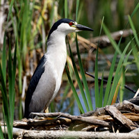 Bihoreau gris - Black-crowned Night-Heron - Nyticorax nyticorax, Parc nature de l'ÎLe Bizard, Montréal, Qc