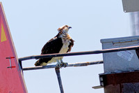 Balbuzard pêcheur, Osprey,Pandion haliaetus, Cape May, N.-J.