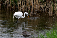 Grande aigrette Great Egret - Parc des rapides, Lasalle, Qc