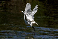 Grande aigrette - Great Egret - Ardea alba