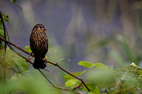 Carouge à épaulettes - Red-winged Blackbird - Agelaius Phoeniceus, Parc des rapides, Lasalle, Qc