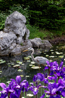Grand héron - Great Blue Heron - Jardin botanique de Montréal, Qc