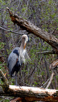 Grand héron - Great blue heron - Parc des rapides, Lasalle, Qc