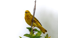 Paruline jaune - Yellow Warbler - Dendroica petechia
