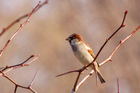Moineau domestique - House Sparrow - Passer domesticus