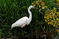 Grande aigrette Great Egret - Parc des rapides, Lasalle, Qc
