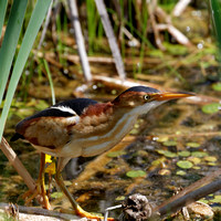 Petit blongios - Least Bittern - Ixobrychus exilis, Parc nature de l'île Bizard, Montréal, Qc