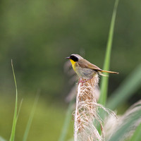 Paruline masquée - Common Yellowthroat - Geothlypis trichas, Île St-Bernard, Chateauguay, Qc