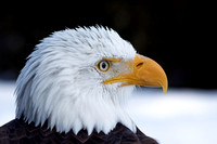 Pygargue à tête blanche - Bald Eagle - Haliaeetus leucocephalus, Écomuseum, Ste-Anne de Bellevue, Qc