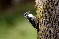 Pic mineur - Downy Woodpecker - Picoides pubescens