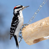 Pic chevelu - Hairy Woodpecker - Picoides villosus, Parc du Mont-Royal, Montréal, Qc