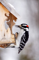 Pic chevelu - Hairy Woodpecker - Picoides villosus, Lanaudière, Qc