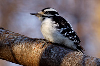 Pic chevelu - Hairy Woodpecker - Picoides villosus, Île St-Bernard, Chateauguay, Qc