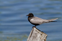 Guifette noire - Black Tern - Chilidonias niger, Parc nature de l'Île Bizard, Montréal, Qc
