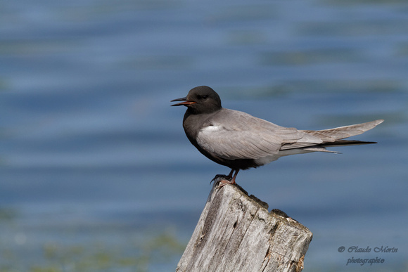 Guifette noire - Black Tern - Chilidonias niger, Parc nature de l'Île Bizard, Montréal, Qc