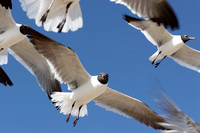 Mouette atricille - Laughing Gull - Leucophaeus atricilla, Cap Hatteras, NC