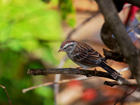 Bruant à couronne blanche - White-crowned Sparrow - Zonotrichia leucophrys, Cimetière Mont-Royal, Montréal, Qc
