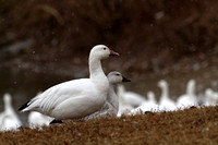Oie des neiges - Snow Goose - Chen caerulescens, Réservoir Beaudet, Victoriaville, Qc