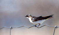 Hirondelle bicolore - Tree Swallow - Tachycineta bicolor