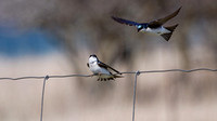 Hirondelles - Swallows