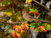 Cardinal rouge - Northern cardinal - Cardinalis cardinalis, Cimetière Mt-Royal, Montréal, Qc