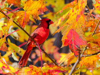 Cardinal rouge - Northern cardinal - Cardinalis cardinalis, Cimetière Mt-Royal, Montréal, Qc