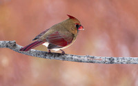Cardinal rouge - Northern Cardinal, Cardinalis cardinalis, Montréal, Qc