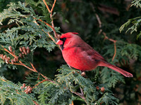Cardinal rouge - Northern Cardinal, Cardinalis cardinalis, Montréal, Qc