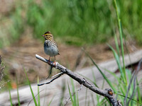 Bruant des prés - Savannah Sparrow - Passerculus sandwichensis, New-Richmond, Qc