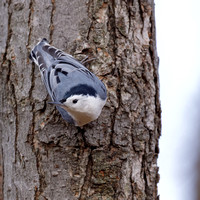 Sittelle à poitrine blanche - White-breasted Nuthatch - Sitta carolinensis, Île St-Bernard, Chateauguay, Qc