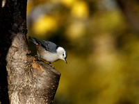 Mésanges et Sittelles - Chickadees and Nuthatches