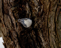 Sittelle à poitrine blanche - White-breasted Nuthatch - Sitta carolinensis, Cimetière Mont-Royal, Montréal, Qc, Qc