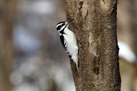 Pic chevelu - Hairy Woodpecker - Picoides villosus, Cimetière Mont-Royal, Montréal, Qc