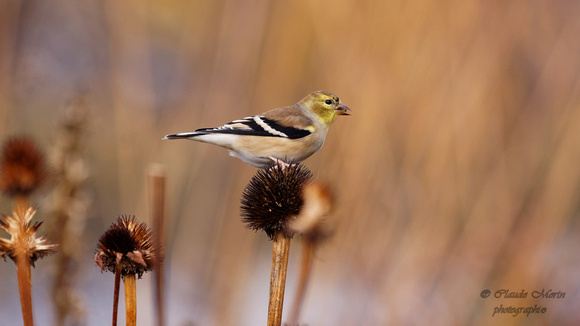 Chardonneret jaune - American Goldfinch - Spinus tristris, Parc des rapides, Lasalle, Qc