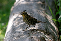 Carouge à épaulettes - Red-winged Blackbird - Agelaius Phoeniceus, Parc des prairies, Laval, Qc