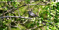 Moqueur chat - Gray Catbird - Dumetella carolinensis, Cimetière Mont-Royal, Montréal, Qc