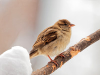 Moineau domestique - House Sparrow - Passer domesticus,  Montréal, Qc