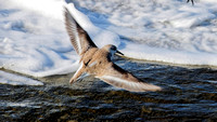 Bécasseau sanderling - Sanderling - Calidris alba