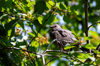 Moqueur chat - Gray Catbird - Dumetella carolinensis, Île Saint-Bernard, Chateauguay, Qc