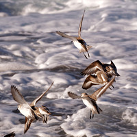 Bécasseau sanderling - Sanderling - Calidris alba, Coast blvd Park, La Jolla, Ca