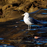 Goéland de Californie - California Gull - Larus californicus, Coast blvd Park, La Jolla, CA