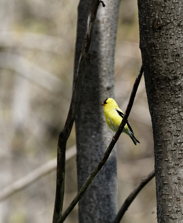 Chardonneret jaune - American Goldfinch - Spinus tristris, Cimetière Mont-Royal, Montréal, Qc