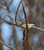 Chardonneret jaune - American Goldfinch - Spinus tristris, Île Saint-Bernard, Chateauguay, Qc