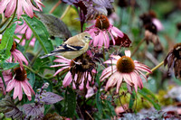 Chardonneret jaune - American Goldfinch - Spinus tristris, Jardin botanique de Montréal, Qc