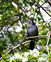 Moqueur chat - Gray Catbird - Dumetella carolinensis, Île Saint-Bernard, Chateauguay, Qc