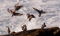Bécasseau sanderling - Sanderling - Calidris alba, Coast blvd Park, La Jolla, Ca