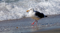 Goéland d'Audubon - Western Gull - Larus occidentalis, Coast blvd Park, La Jolla, CA