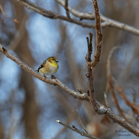 Chardonneret jaune - American Goldfinch - Spinus tristris, Île Saint-Bernard, Chateauguay, Qc